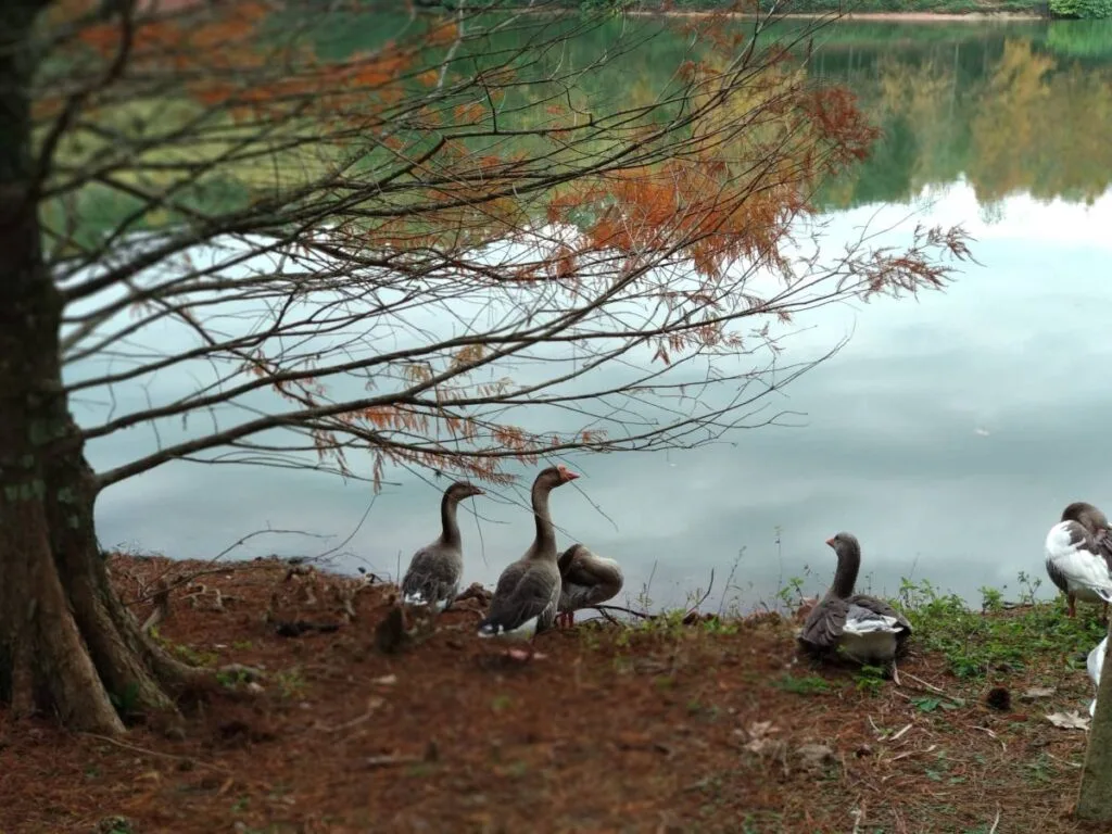 Parque Witeck: a experiência em um Refúgio Natural Encantado no Rio Grande do Sul 4 IMG 20180531 130151