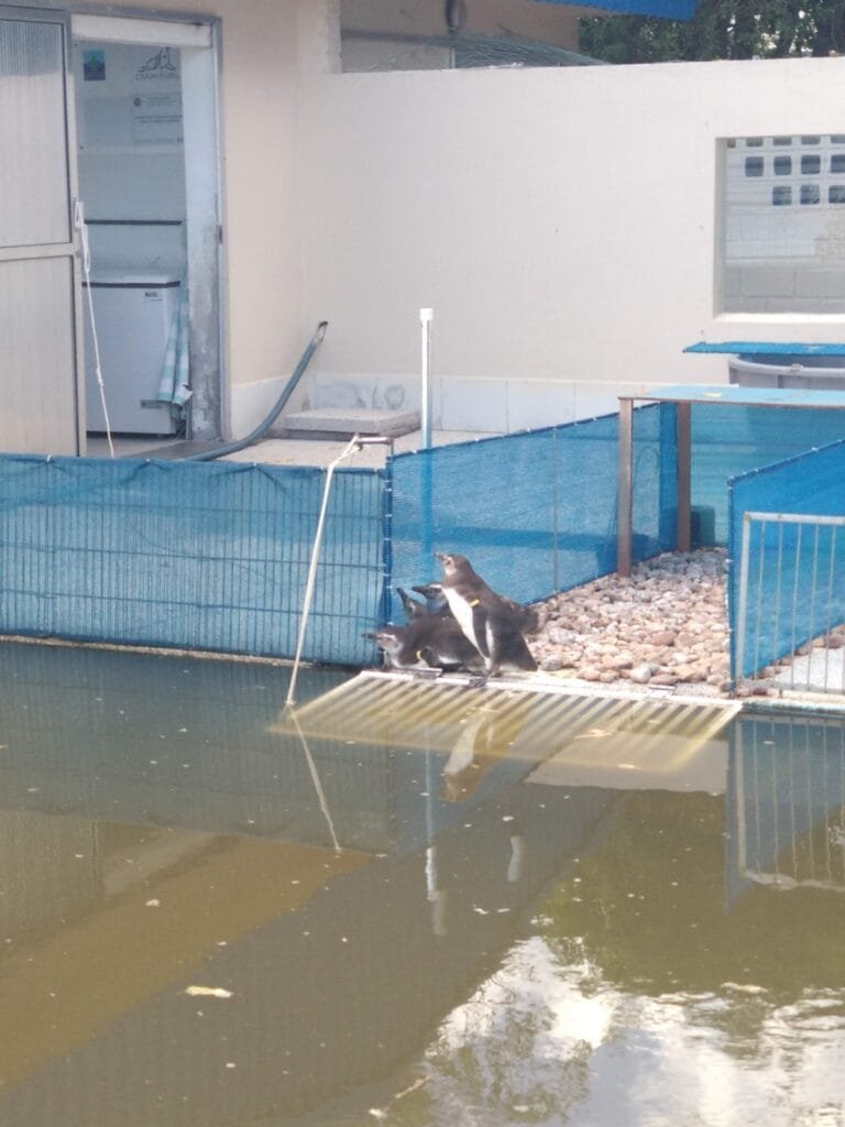 pinguins