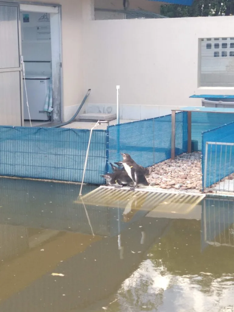 pinguins